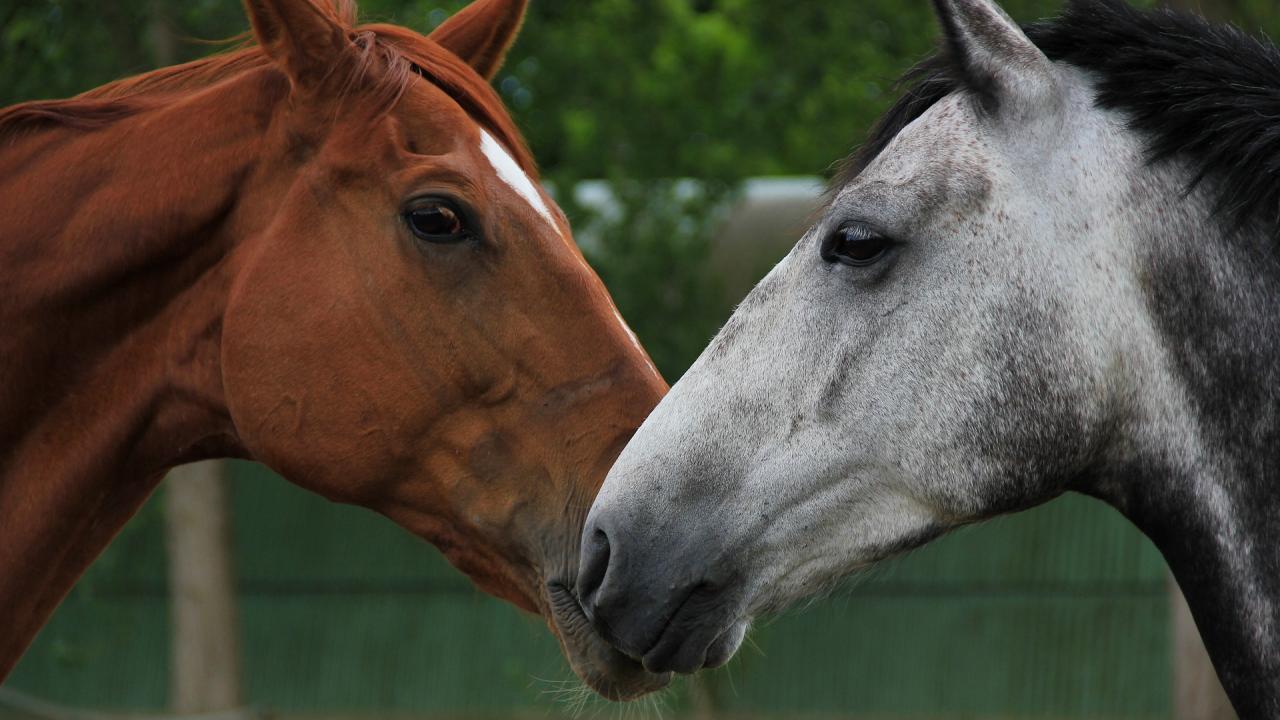 Horses touching noses