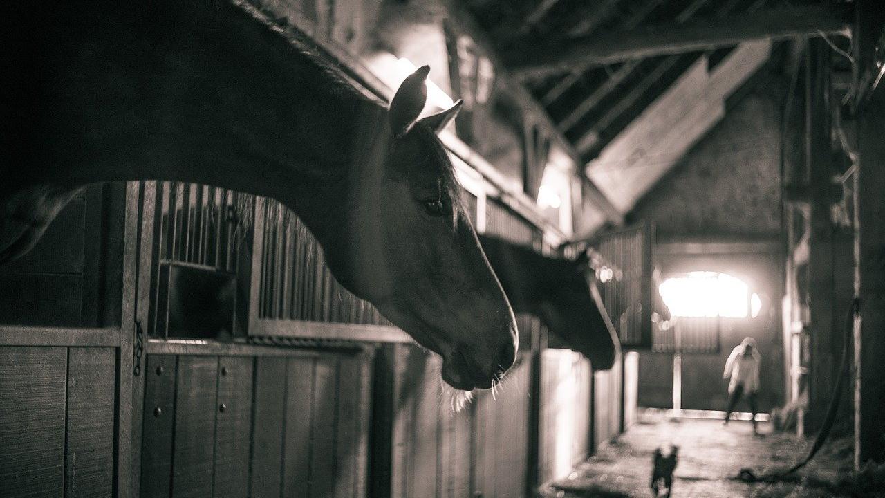 horses looking out of stalls in barn