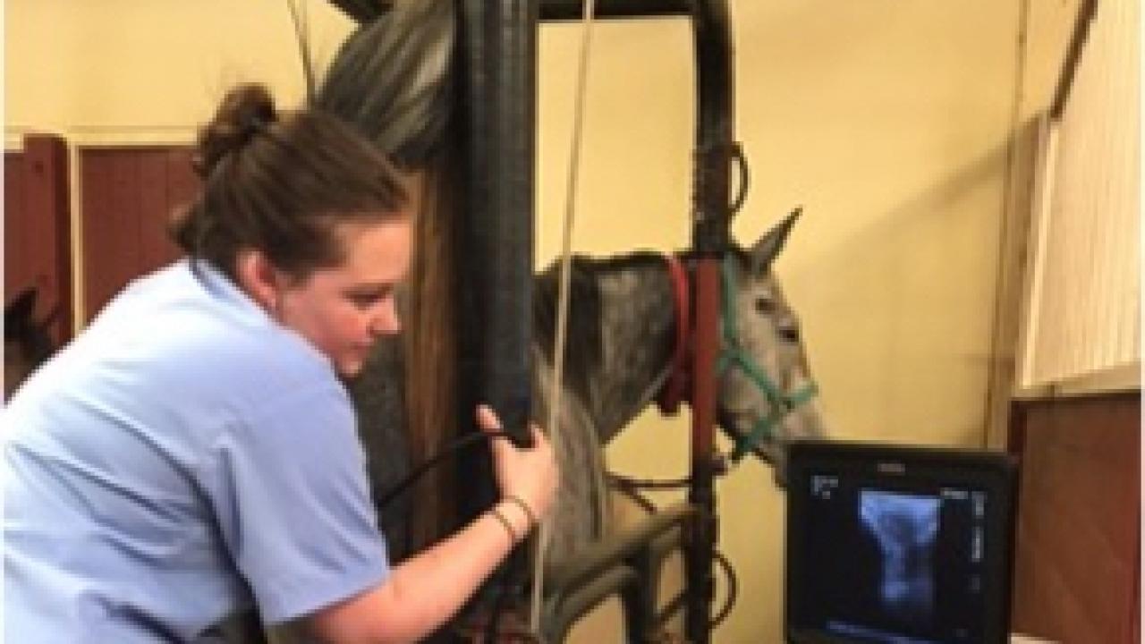A student ultrasounds Isis, a 6-year-old Oldenburg mare A student ultrasounds Isis, a 6-year-old Oldenburg mare