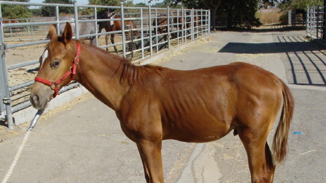 Severe weight loss is displayed in this 5-month-old American Quarter Horse colt with equine proliferative enteropathy. Lawsonia Disease