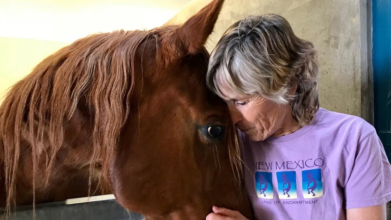 Helen McCloskey brought her Arabian stallion, Raj, to the CEH for layup boarding and specialized care after he colicked. He made a full recovery and was able to return home. Helen McCloskey and her Arabian stallion, Raj