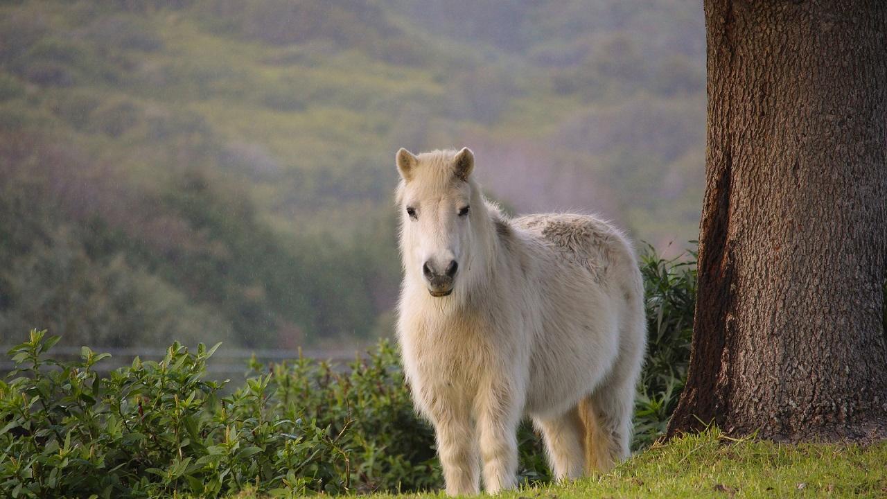 white pony
