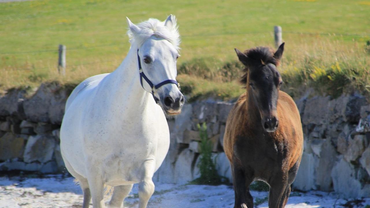 Two ponies running