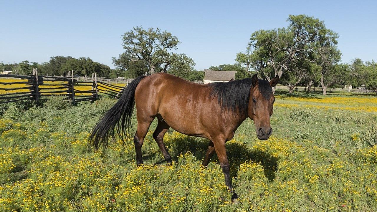 horse in field