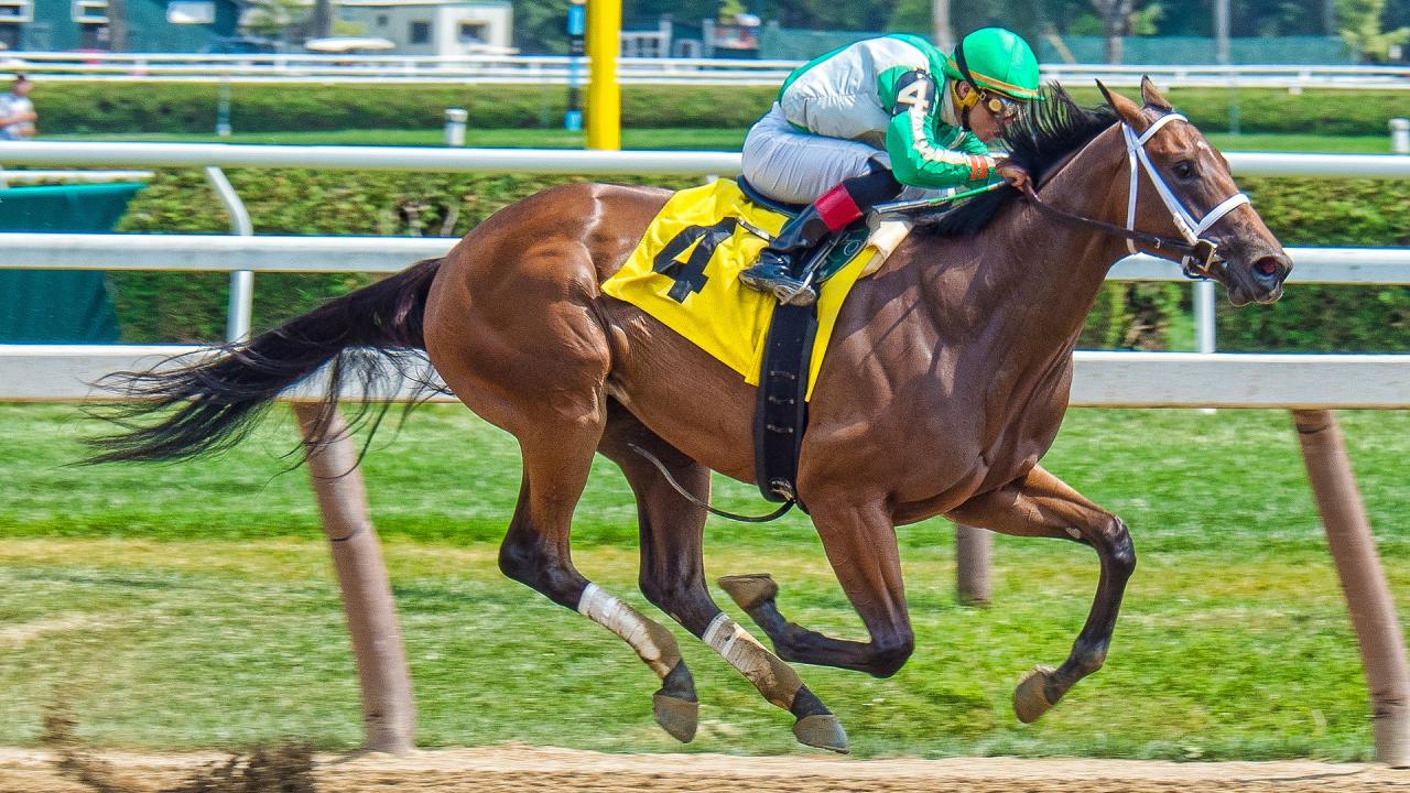 picture of racehorse