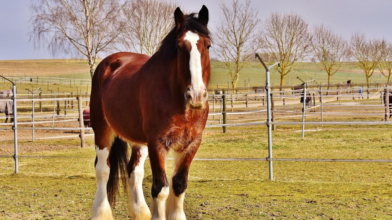 Shire horse standing in a field