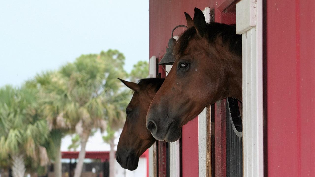 Horses looking out of stalls