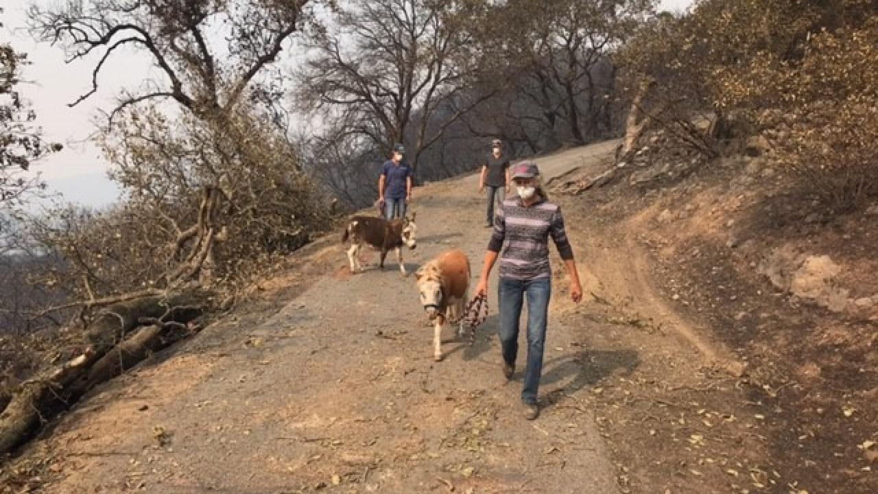CEH Director of Community Outreach Dr. Claudia Sonder escorts a mini horse to safety during the Napa area fires of 2017. Dr. Sonder escorts a mini horse