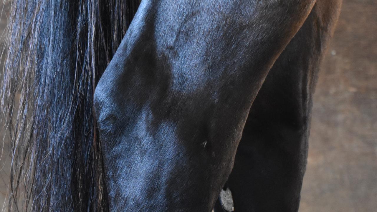Right side view of the right hock of a standing dark bay horse.