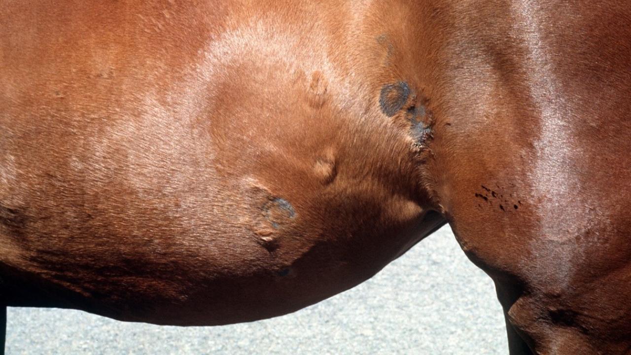ringworm on a horse's side