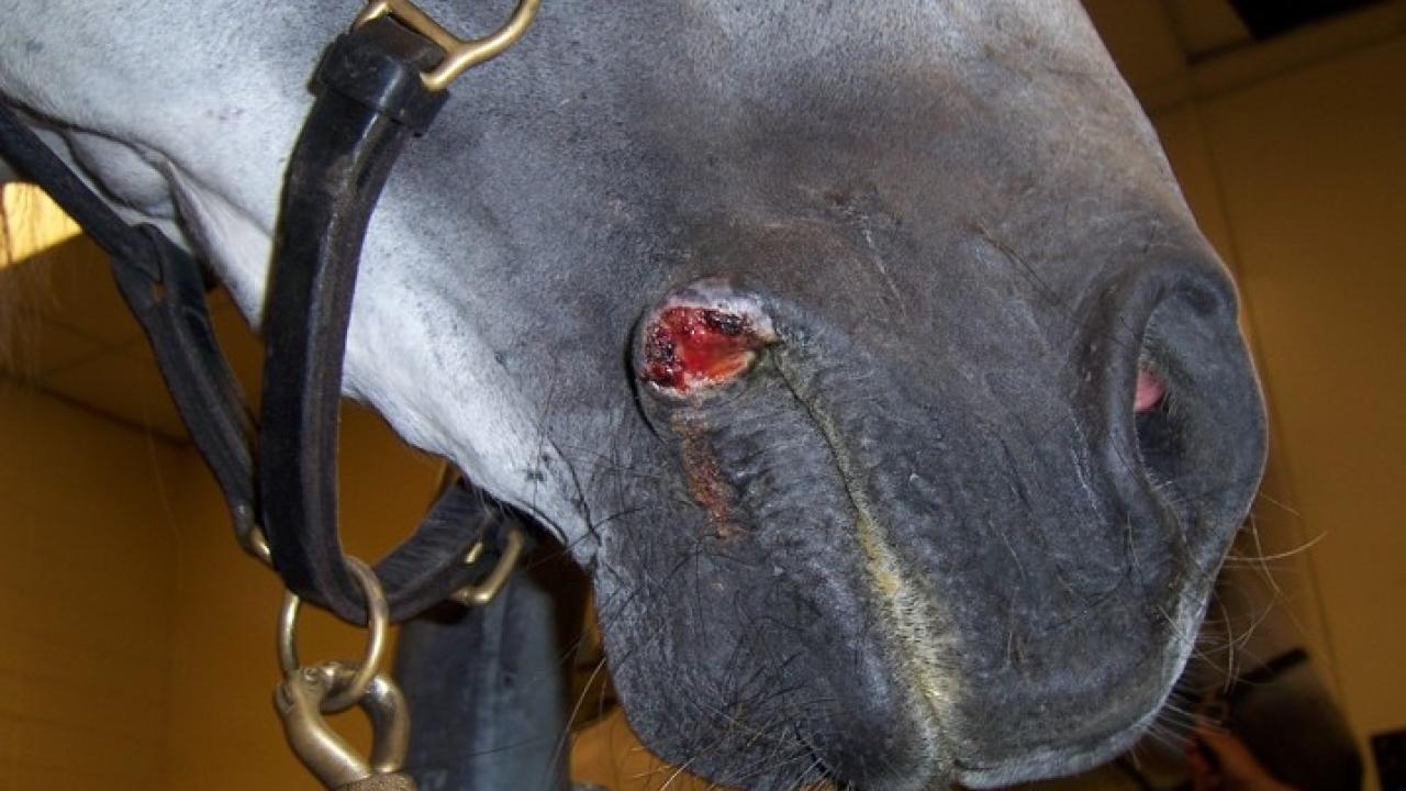 horse with summer sore on lip