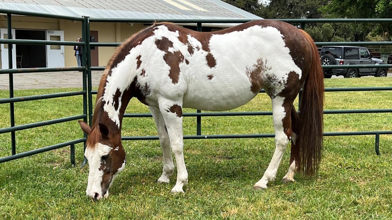 Kathy Cromwell's horse Sunny grazing at CEH