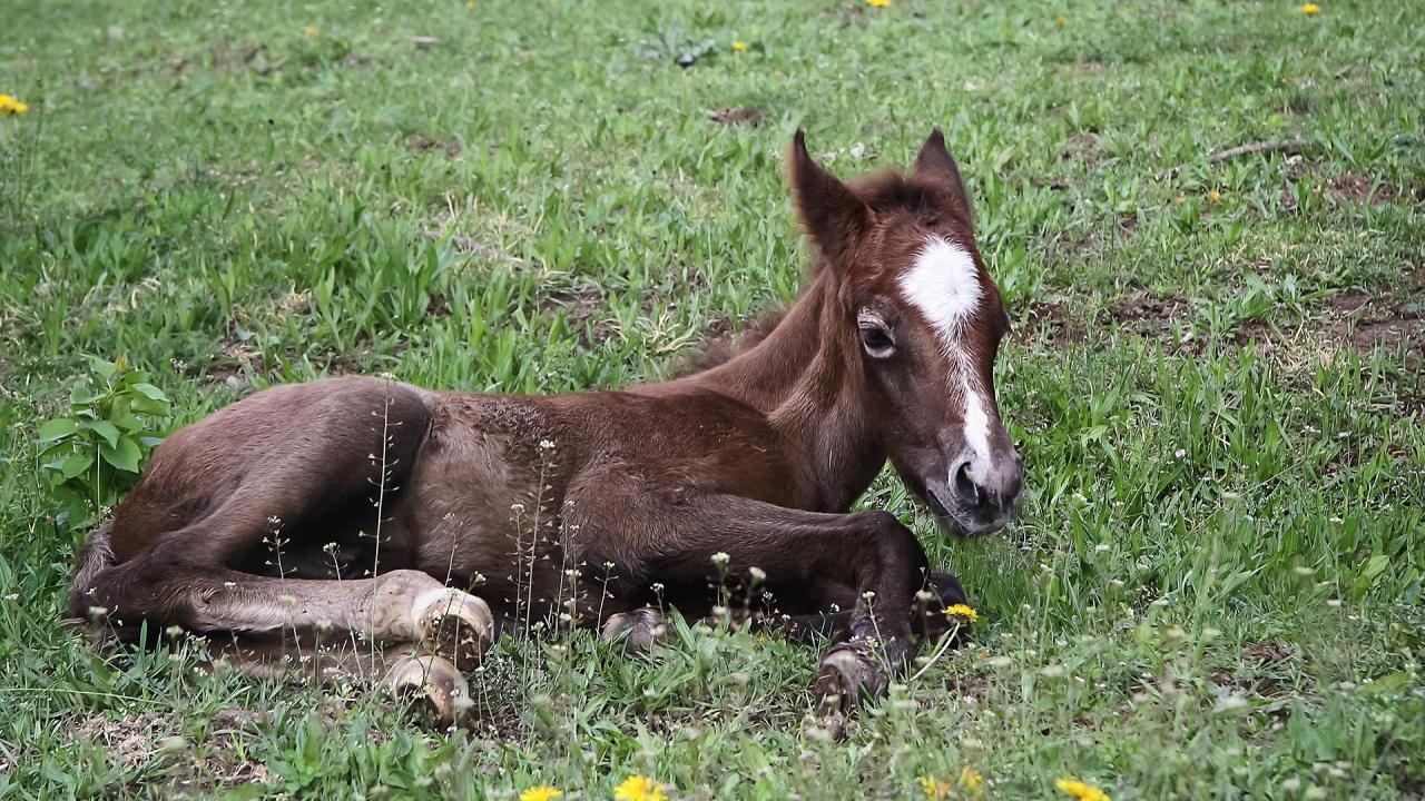 Foal lying in the grass