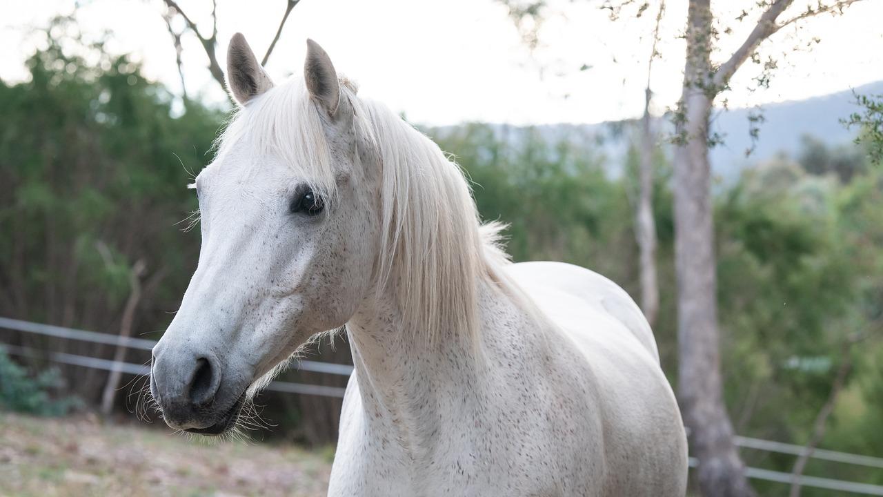 gray horse