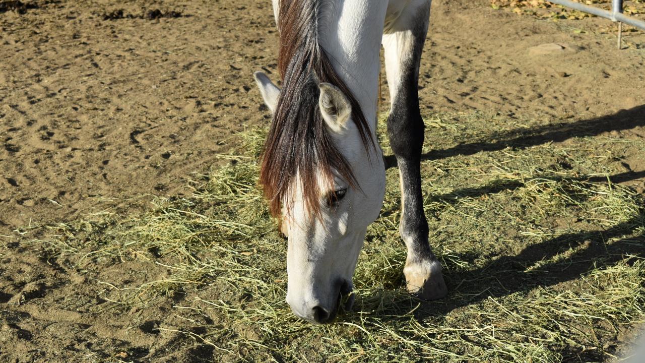 gray horse eating hay on the ground