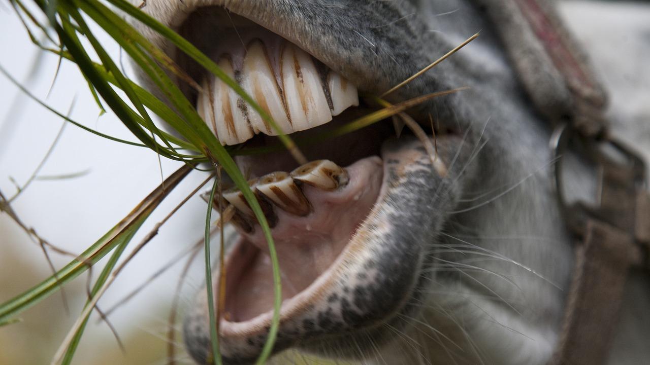 horse opening its mouth to bite pieces of grass
