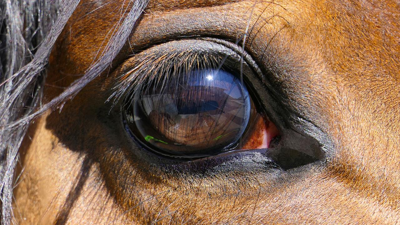 Close up view of the right eye of a bay horse