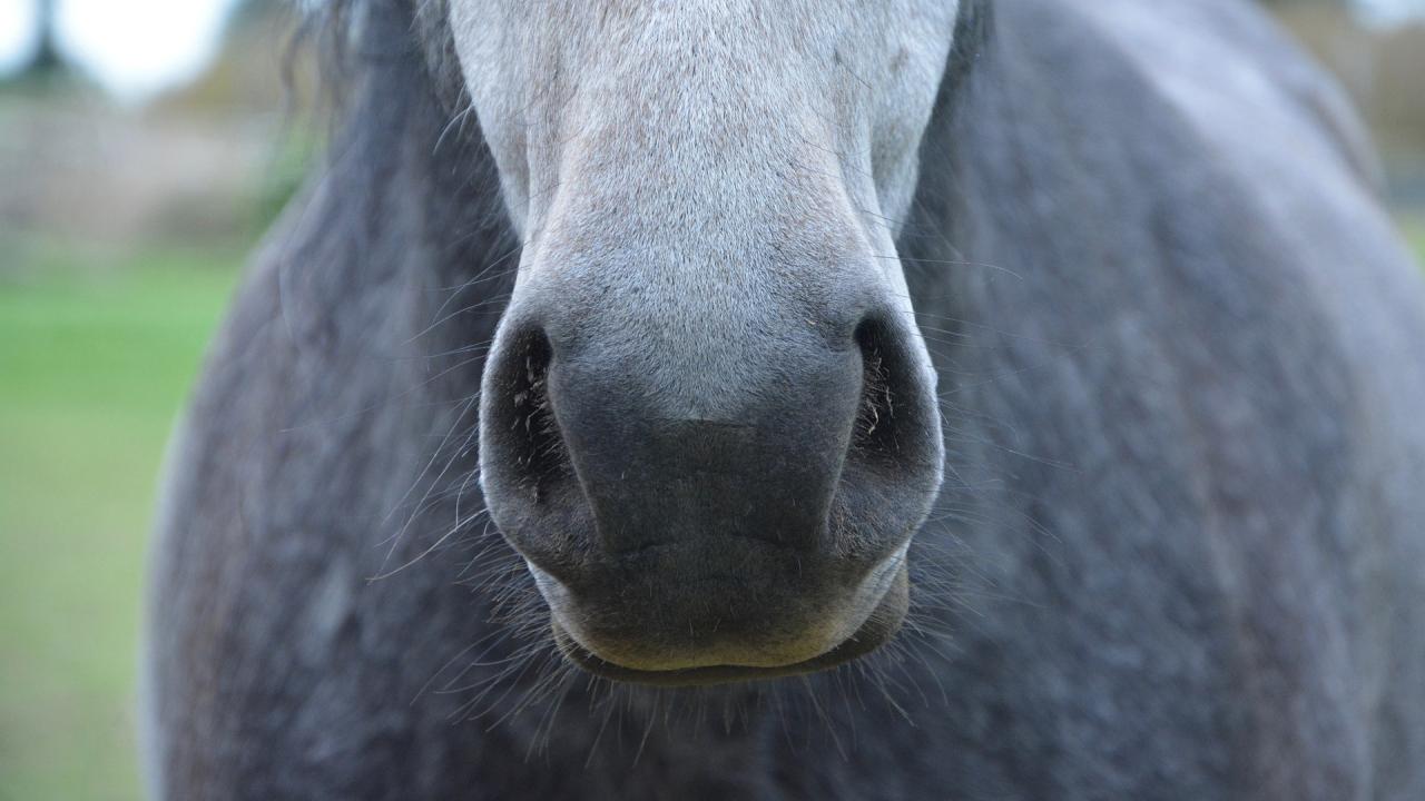 close up of grey horse muzzle