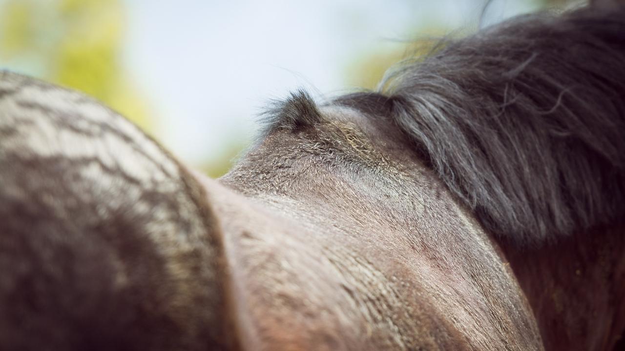 Close up of the back of a dark bay horse.