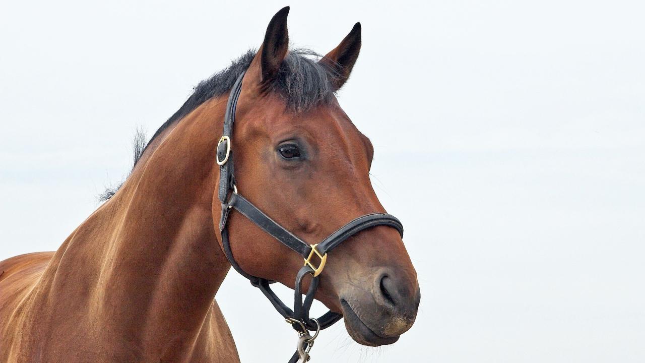 bay horse head