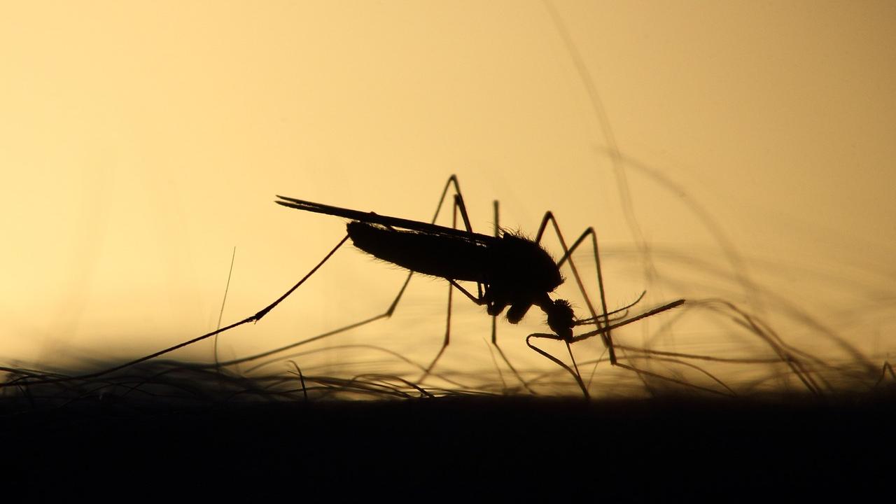 Outline of a mosquito feeding