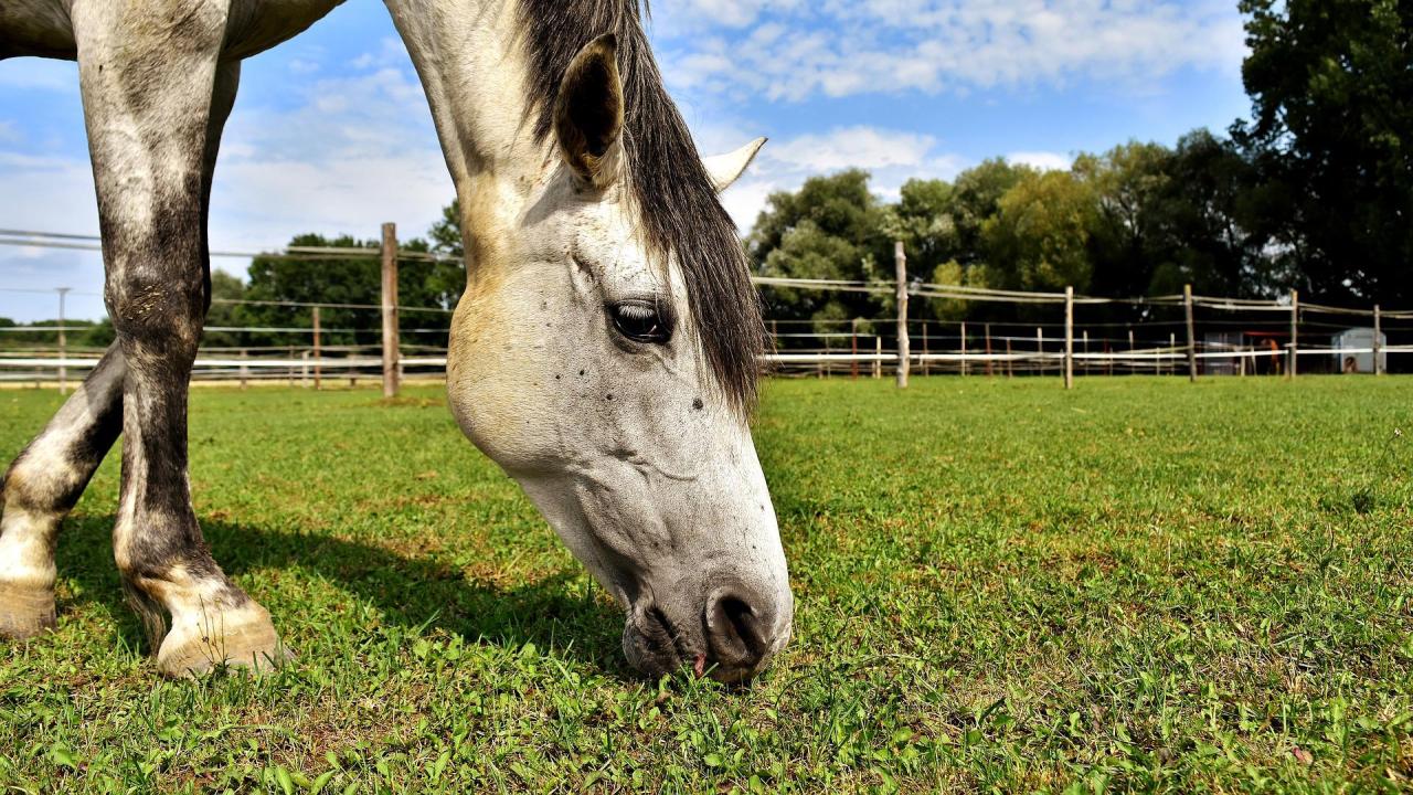 Horse Parasite Test Kit - Mail-In Laboratory Analysis For Internal Worms And Deworming