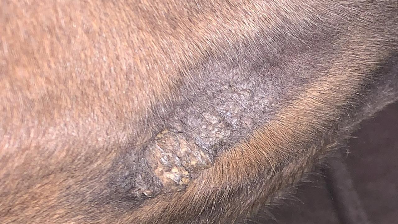 treated sarcoid on the side of a horse