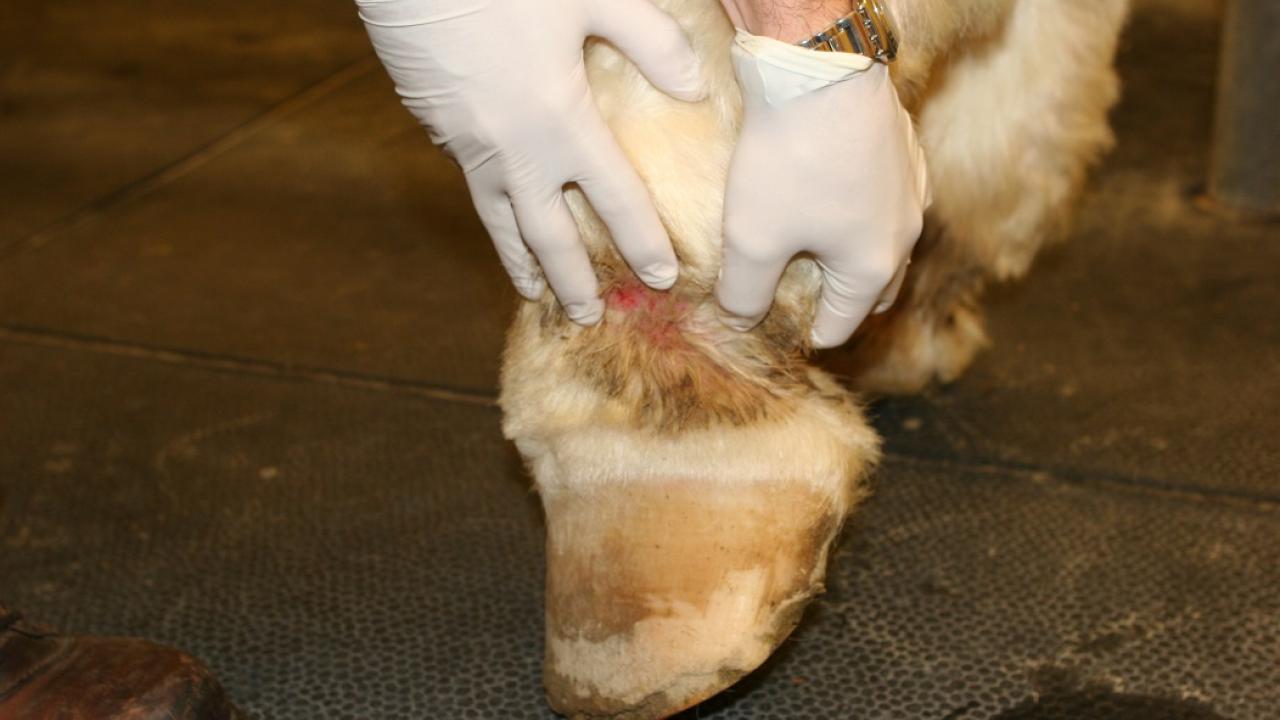 pastern dermatitis (scratches) on a horse's pastern