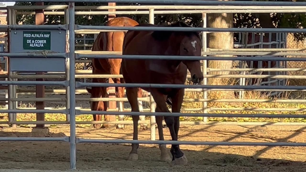 Bay horse in pen weaving to one side
