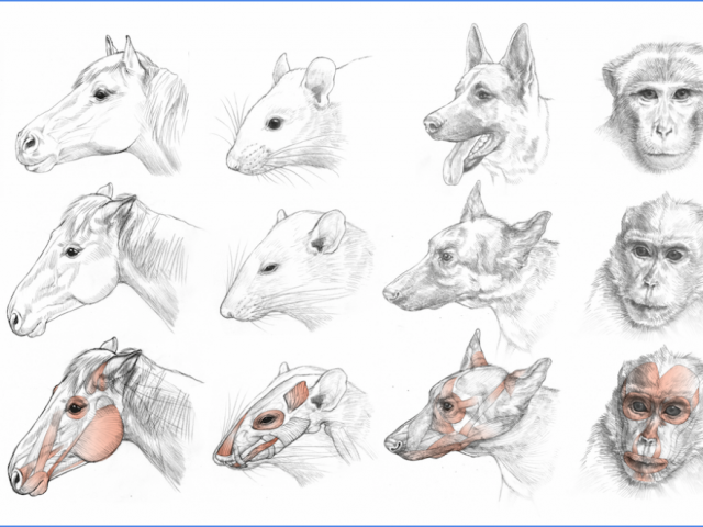 Mammals in Pain