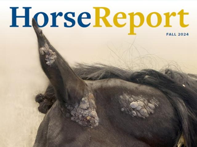 Dark bay horse with several sarcoids on and below the left ear
