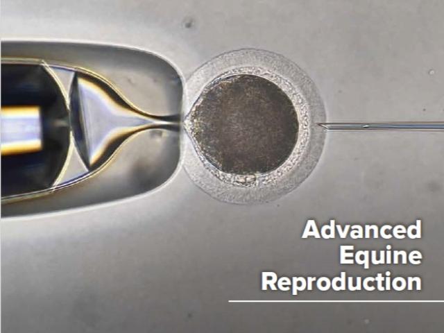 Microscope image showing injection of sperm into an equine oocyte in the laboratory.
