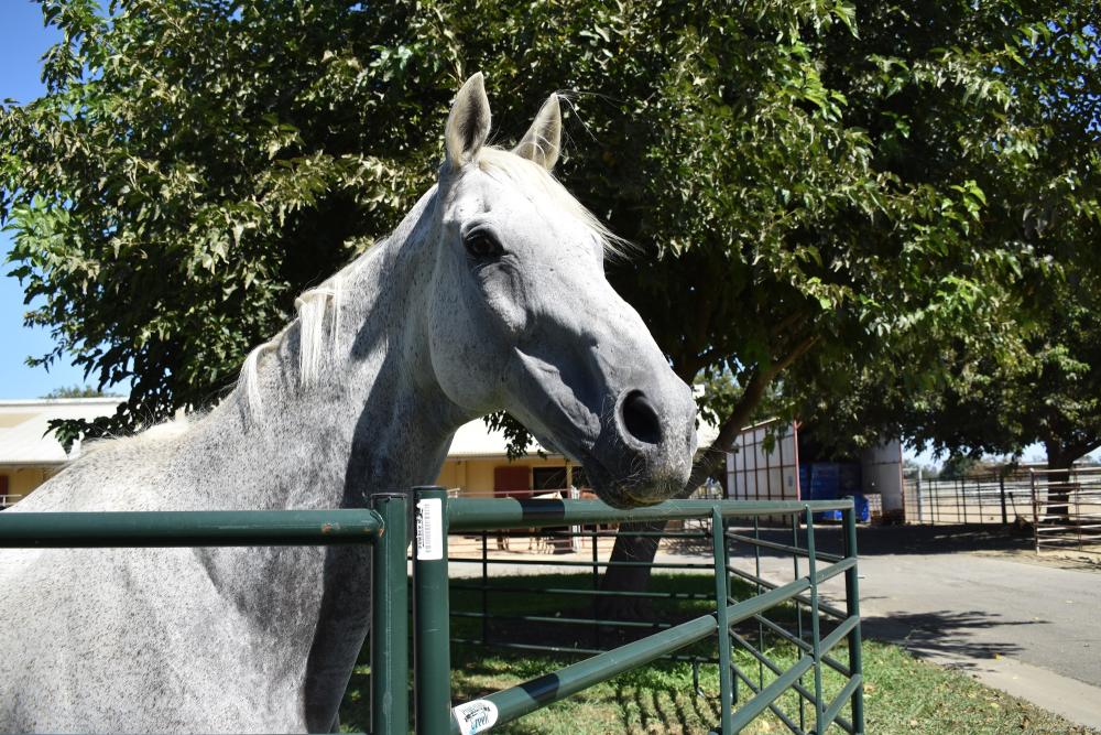 Goose, a former event horse