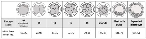 timeline of pre-mitotic and mitotic events post-fertilization 