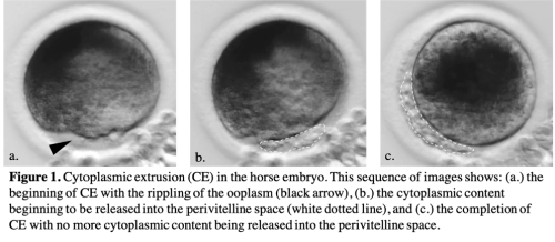 cytoplasmic extrusion of horse embryo