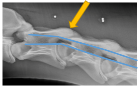 X-ray of cervical spine of a horse with CVCM showing compression