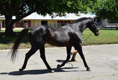 Pioneer 100 horse lameness examination
