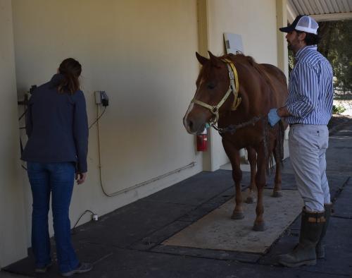Pioneer 100 horse on scale