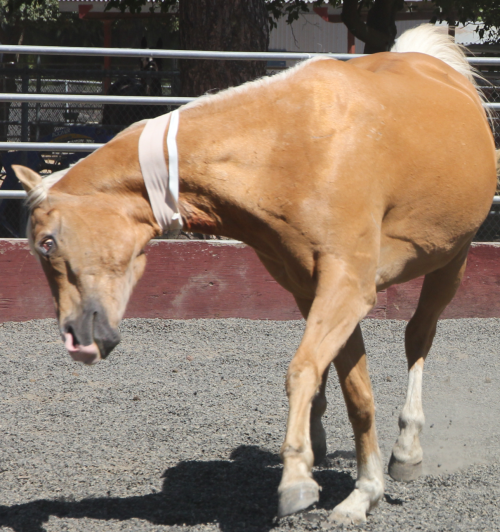 A horse exhibiting signs of trigeminal-mediated headshaking
