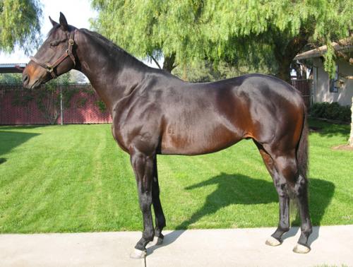 dark bay horse