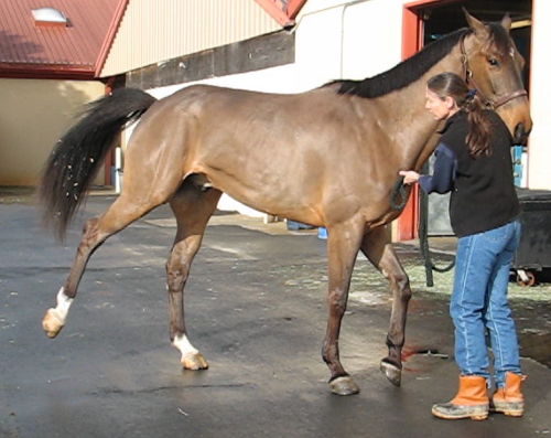 A horse with shivers exhibiting hyperextension of a hind limb