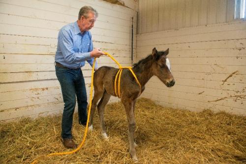 Madigan foal squeeze technique Step 6