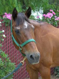 Picture of horse head
