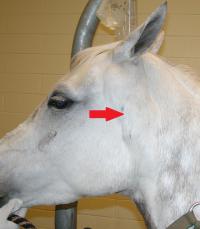 gray horse head and neck showing melanoma under the skin in throatlatch area