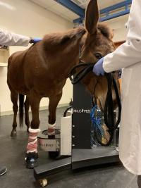 mule standing in PET scanner