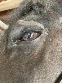 sarcoid above horse's eye