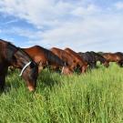 Teaching herd horses enjoying one of the irrigated pastures at the Center for Equine Health