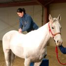 Chiropractic adjustment on a horse