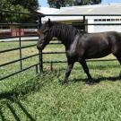 Picture of a dwarf Friesian