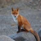 fox